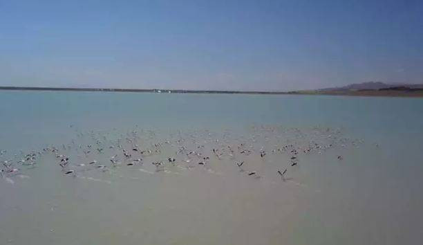 Arin Gölü'nde flamingo şöleni - Resim: 14